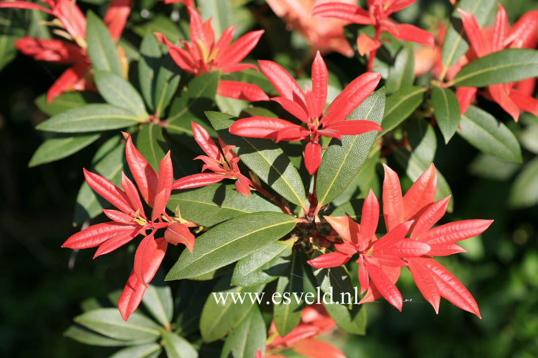 Pieris formosa 'Balls of Fire'