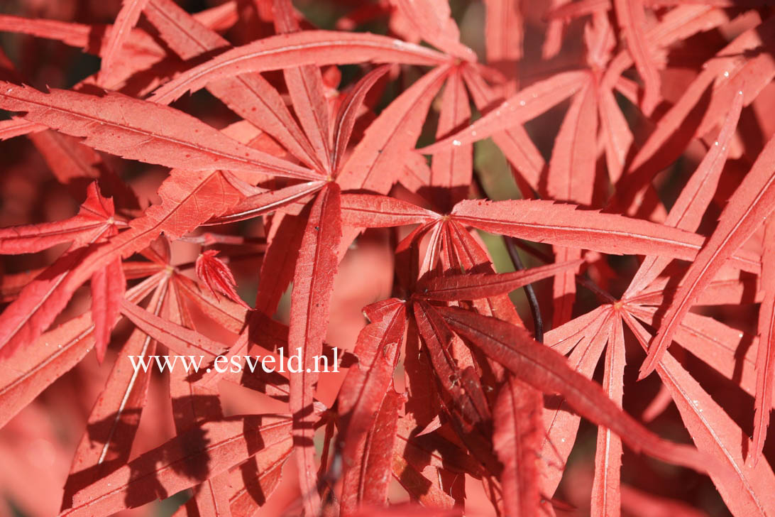 Acer palmatum 'Beni ohtake'