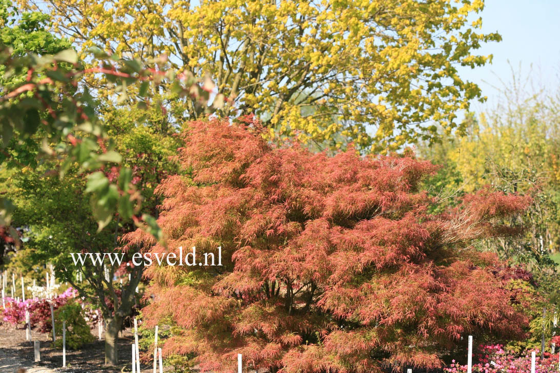 Acer palmatum 'Villa Taranto'