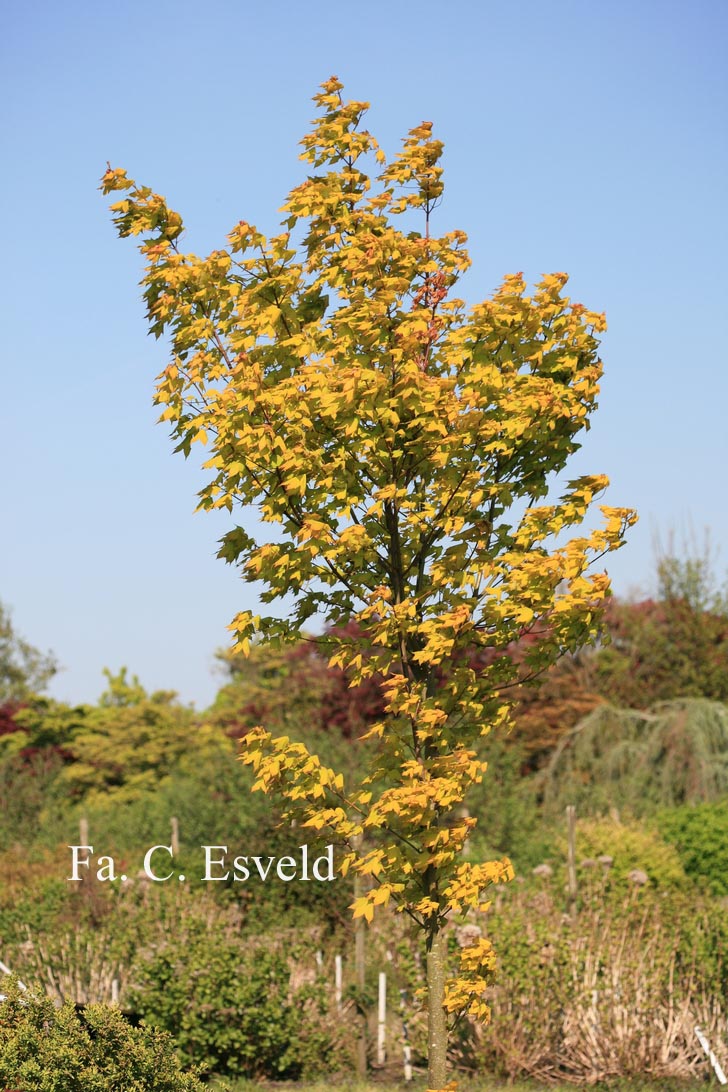 Acer cappadocicum 'De Oirsprong'