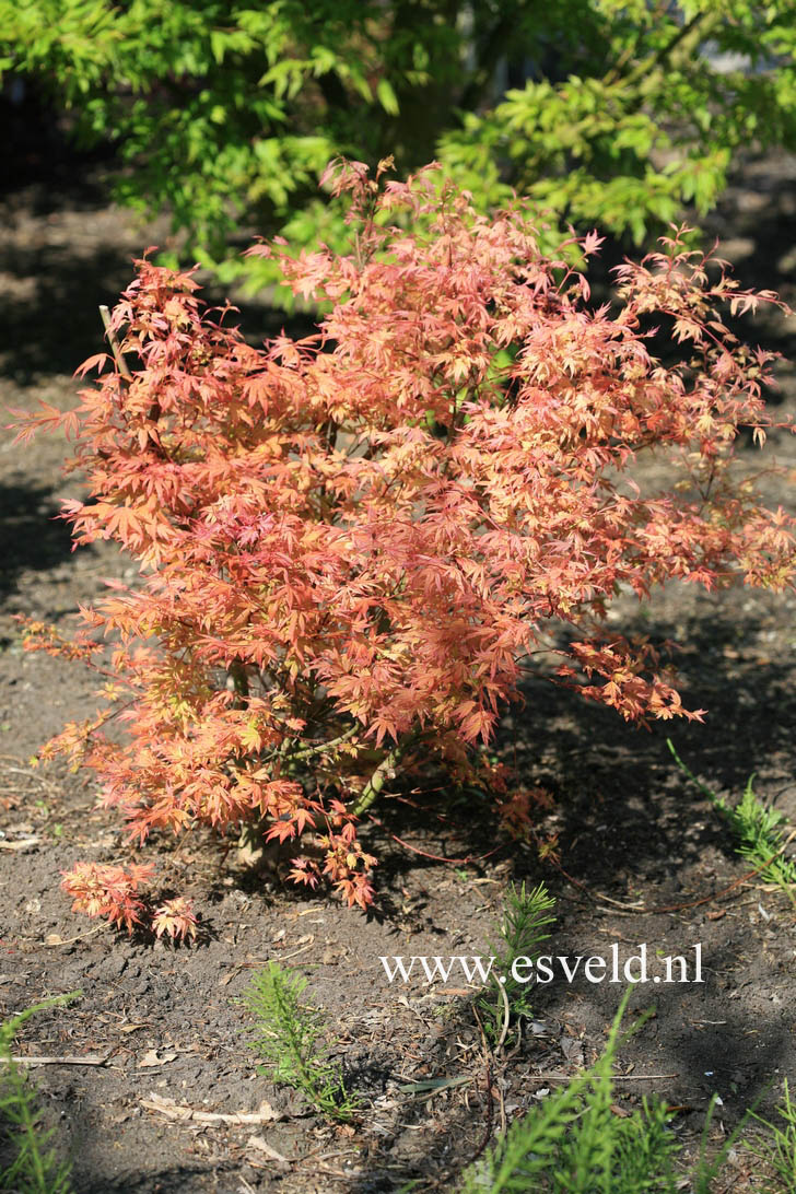 Acer palmatum 'Kawahara Rose'