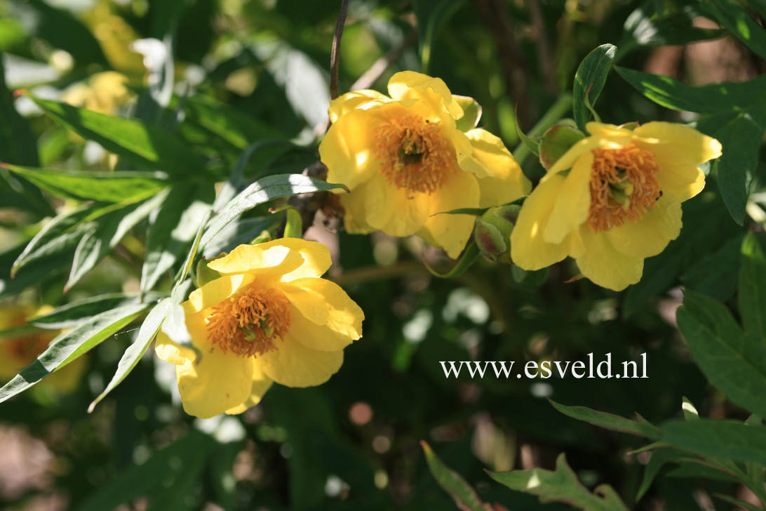 Paeonia lutea ludlowii