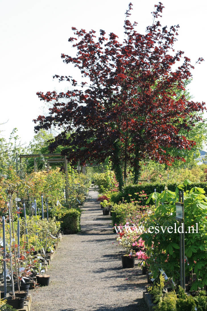 Acer platanoides 'Crimson King'