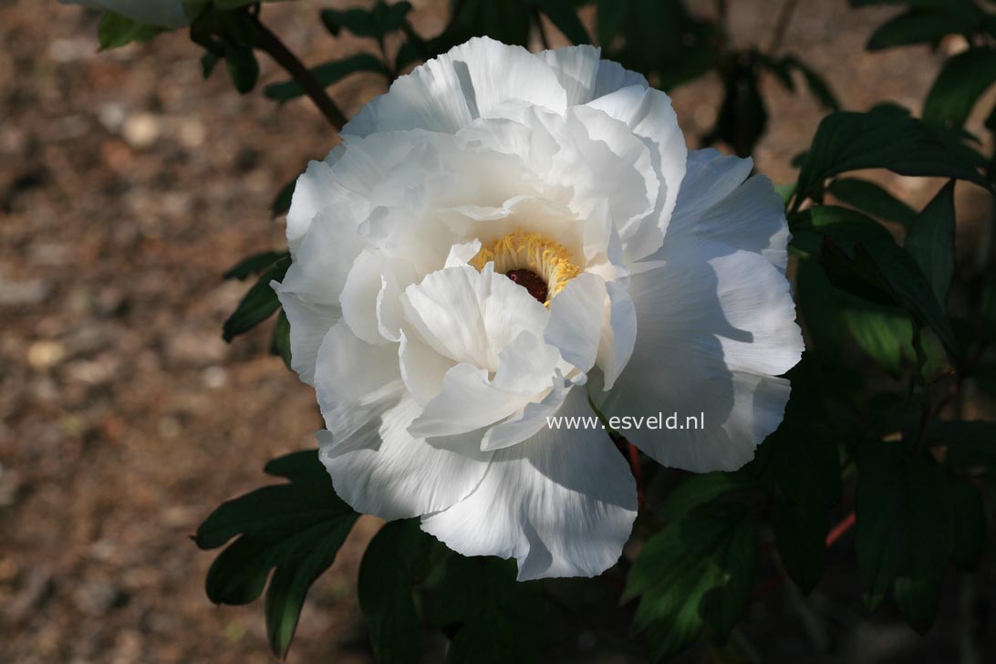 Paeonia suffruticosa 'Hakuo jishi'