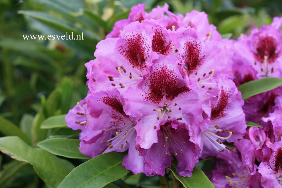 Rhododendron 'Pfauenauge'