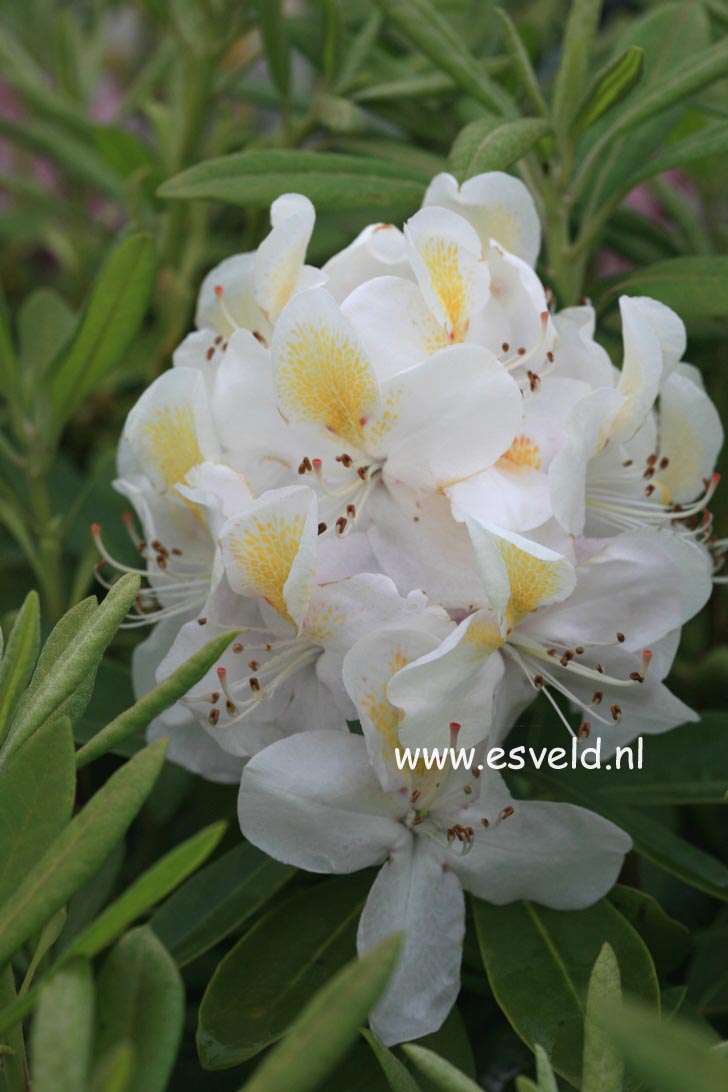 Rhododendron 'Mrs. J.G. Millais'