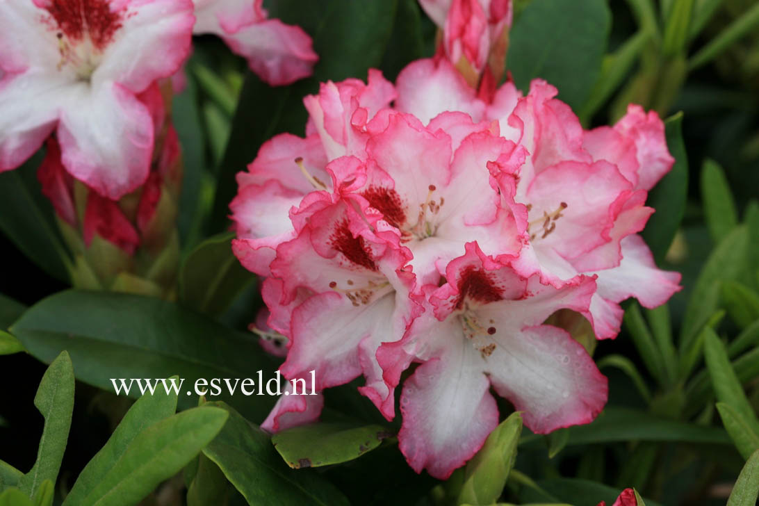 Rhododendron 'Hachmann's Charmant'