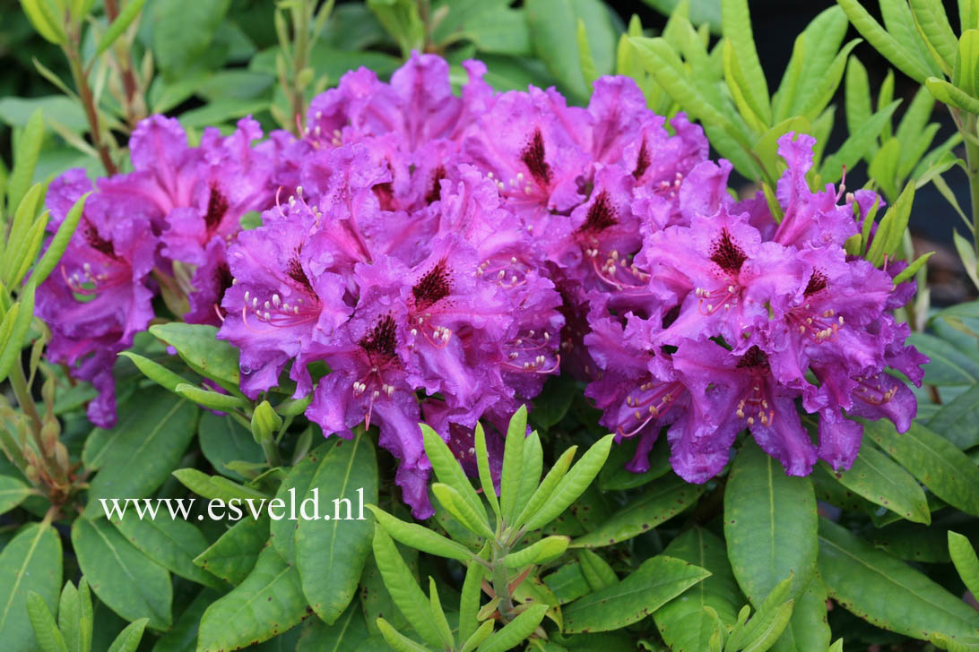 Rhododendron 'Azurro'