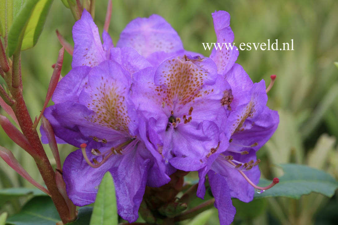 Rhododendron 'Blutopia'