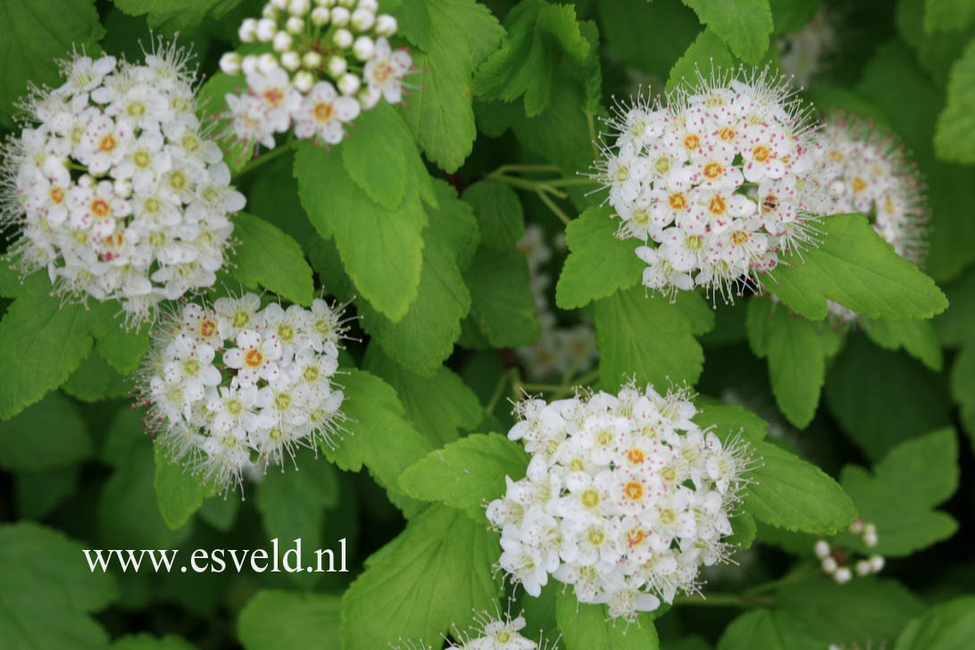 Physocarpus opulifolius 'Dart's Gold'