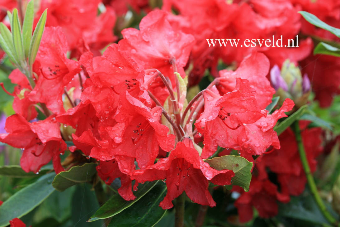 Rhododendron 'Vulcan'