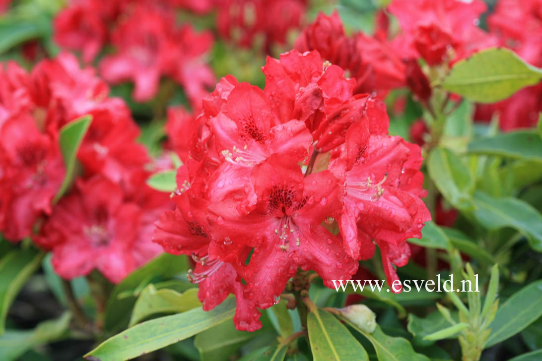 Rhododendron 'Doncaster'