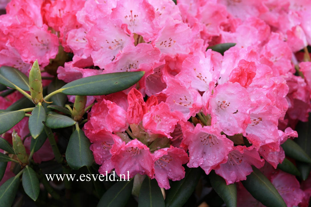 Rhododendron 'Emanuela'