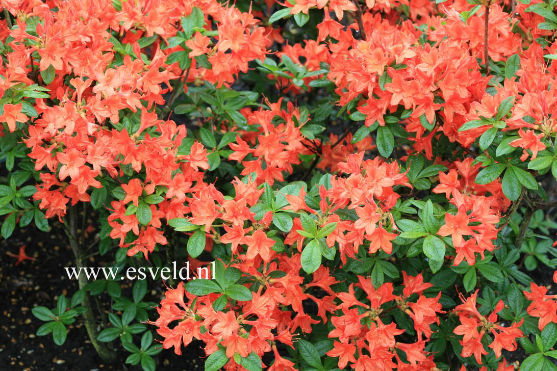 Azalea 'Carat'