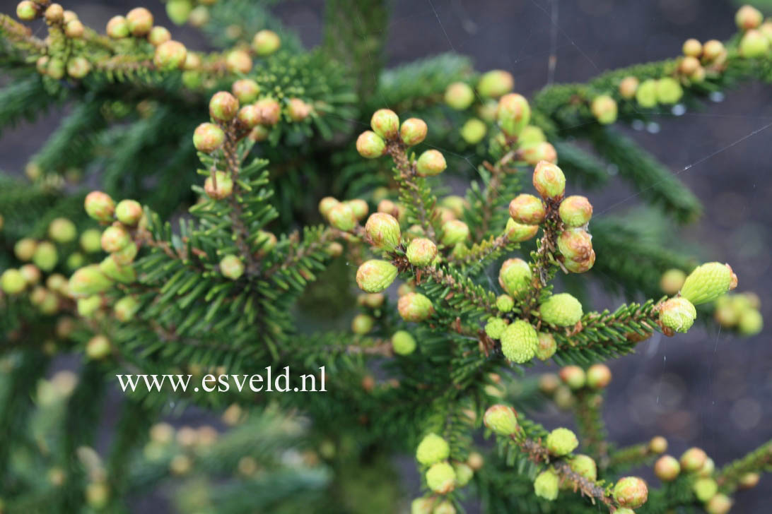 Picea orientalis 'Aureospicata'