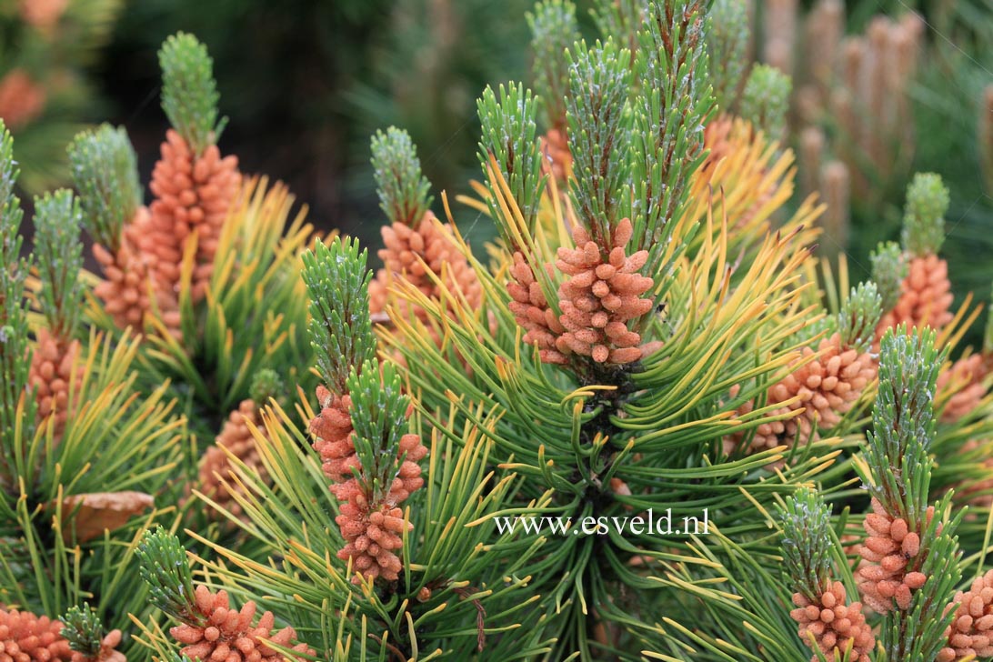 Pinus mugo 'Orange Sun'