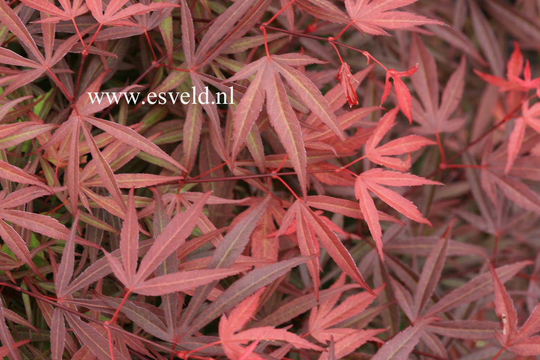 Acer palmatum 'Beni ubi gohon'