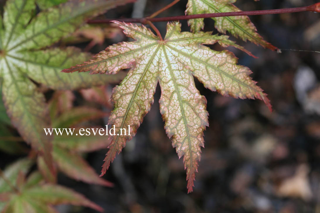 Acer palmatum 'Reticulatum Como'