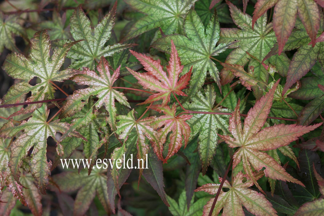 Acer palmatum 'Reticulatum Como'