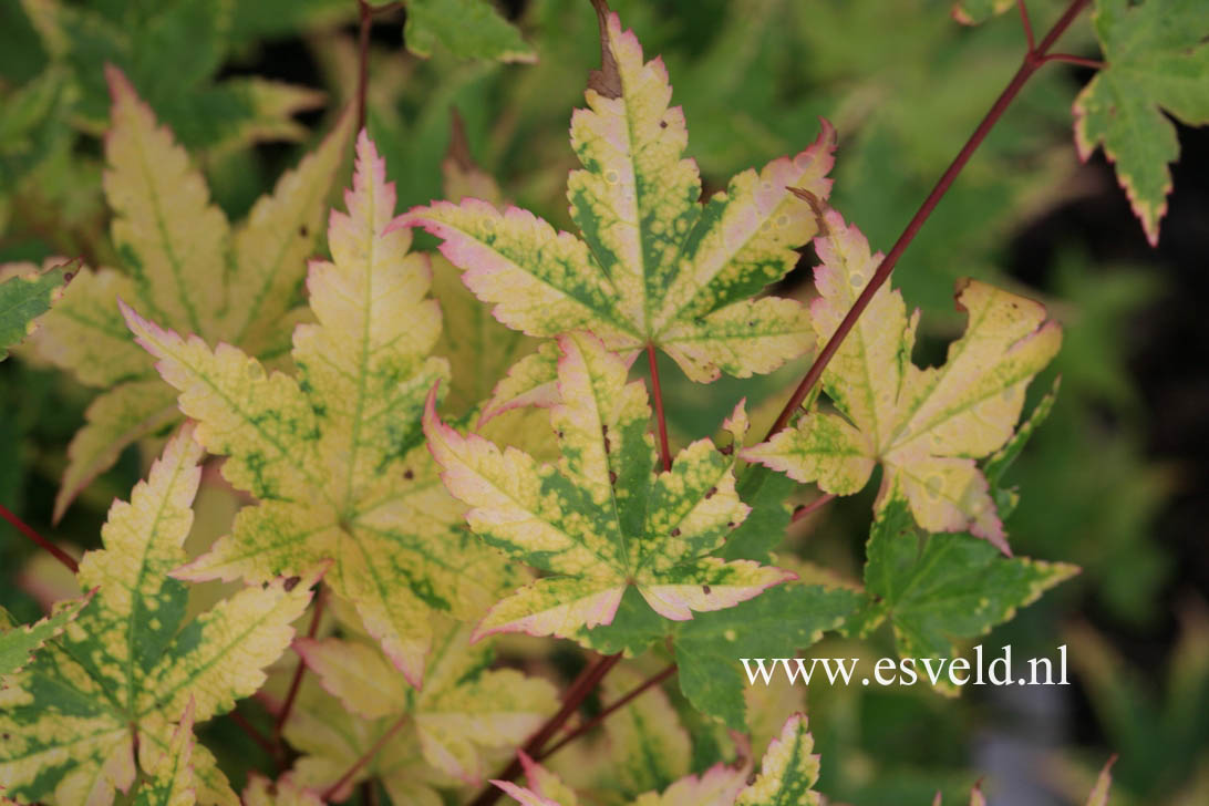 Acer palmatum 'Nishiki gasane'