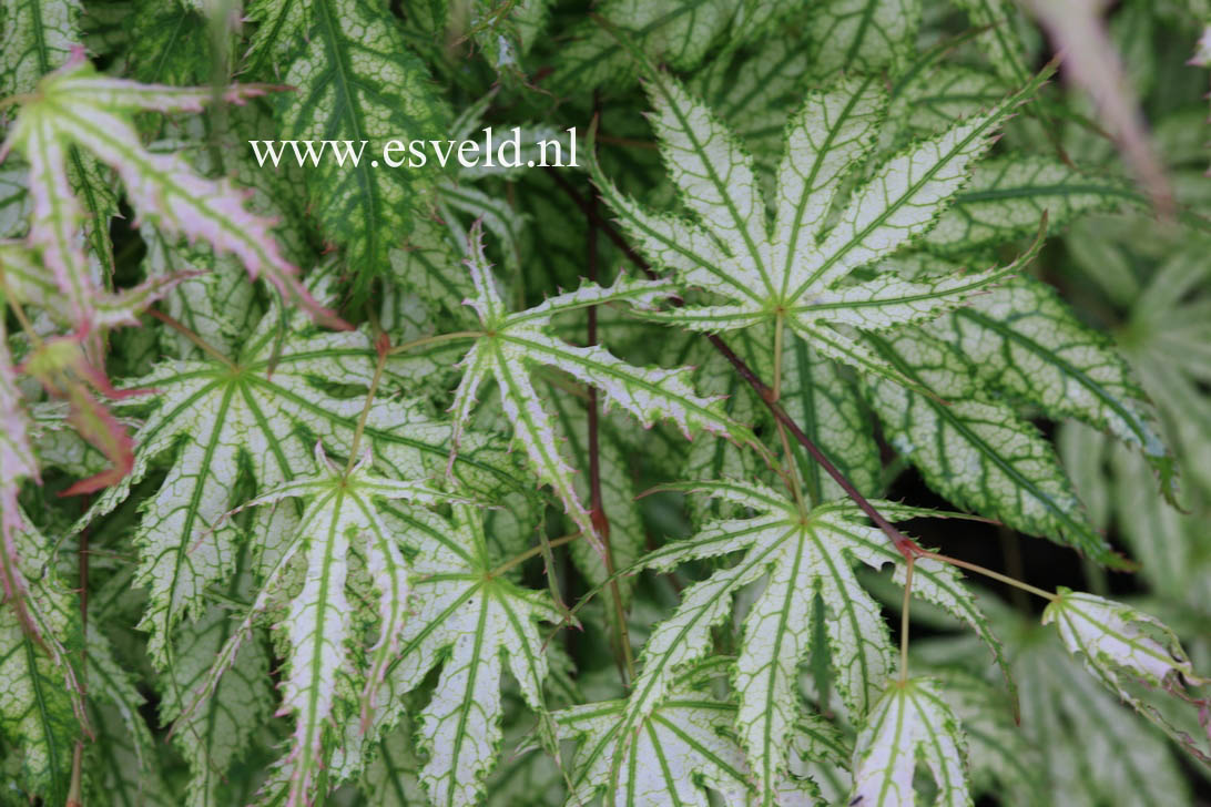 Acer palmatum 'First Ghost'