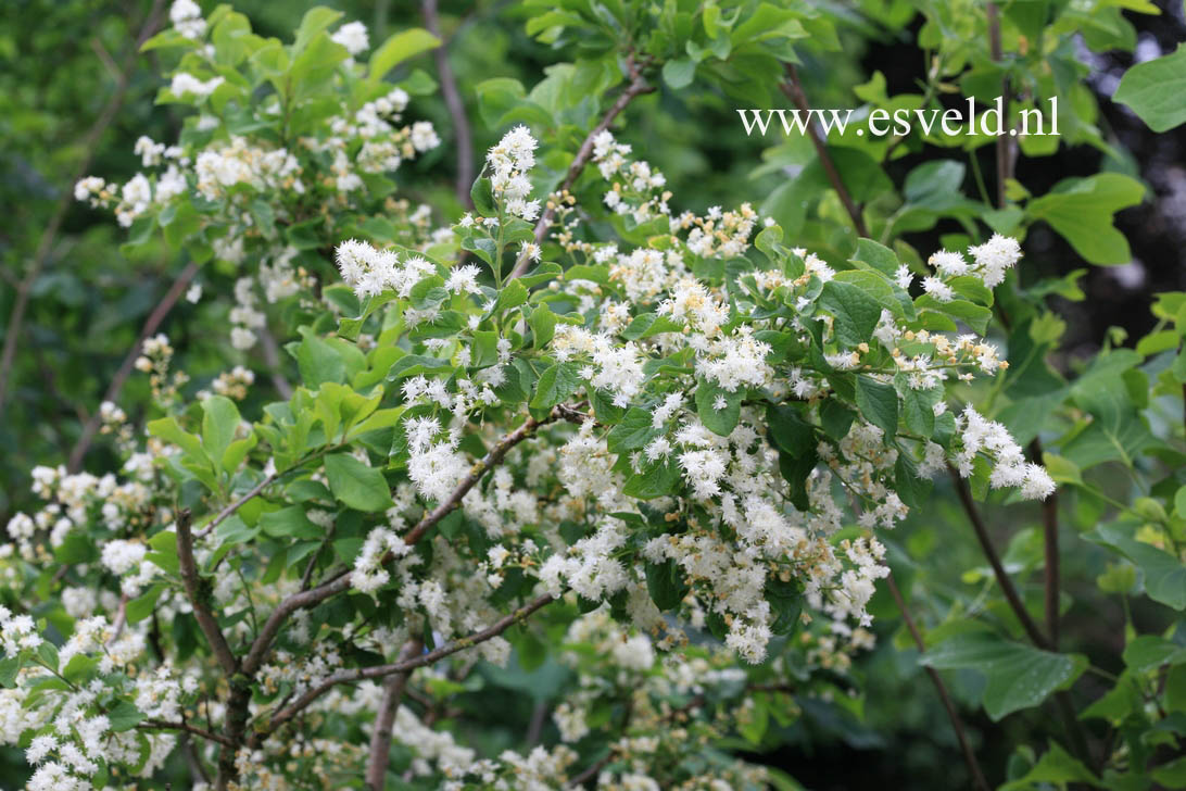 Symplocos paniculata