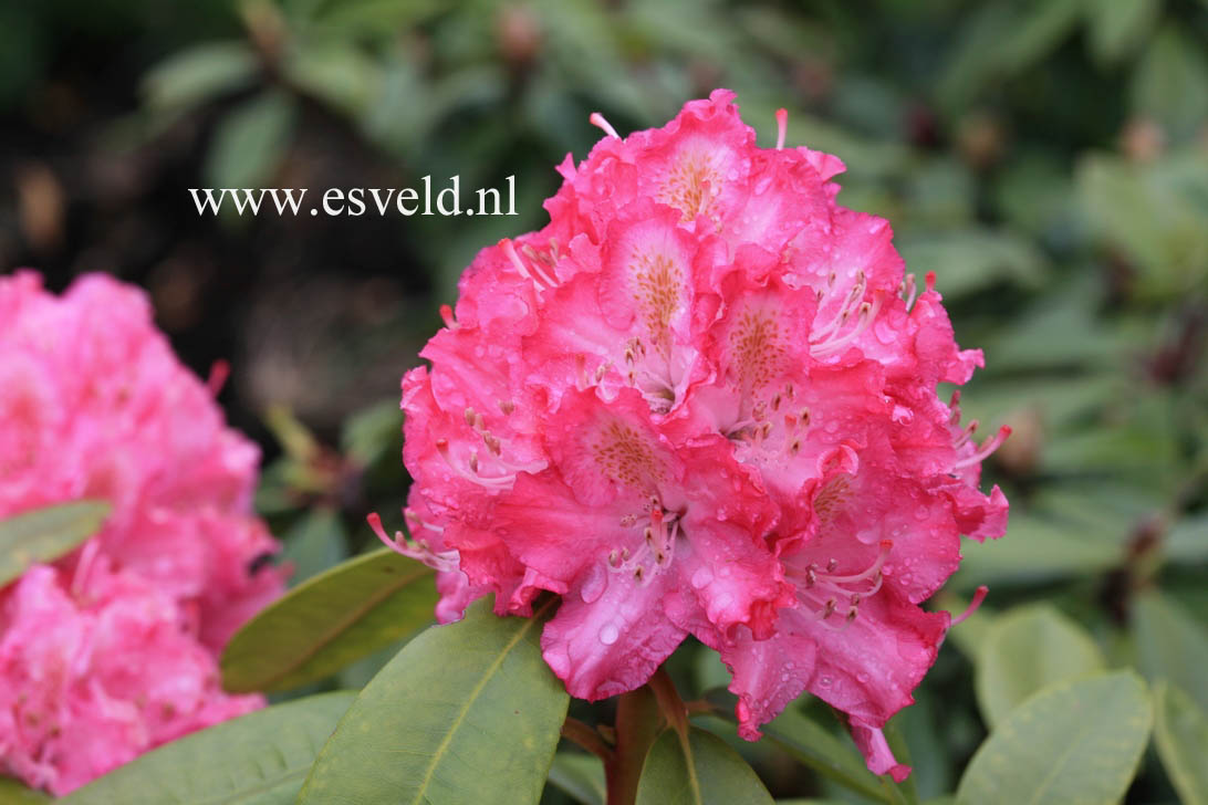 Rhododendron 'Lausitz'