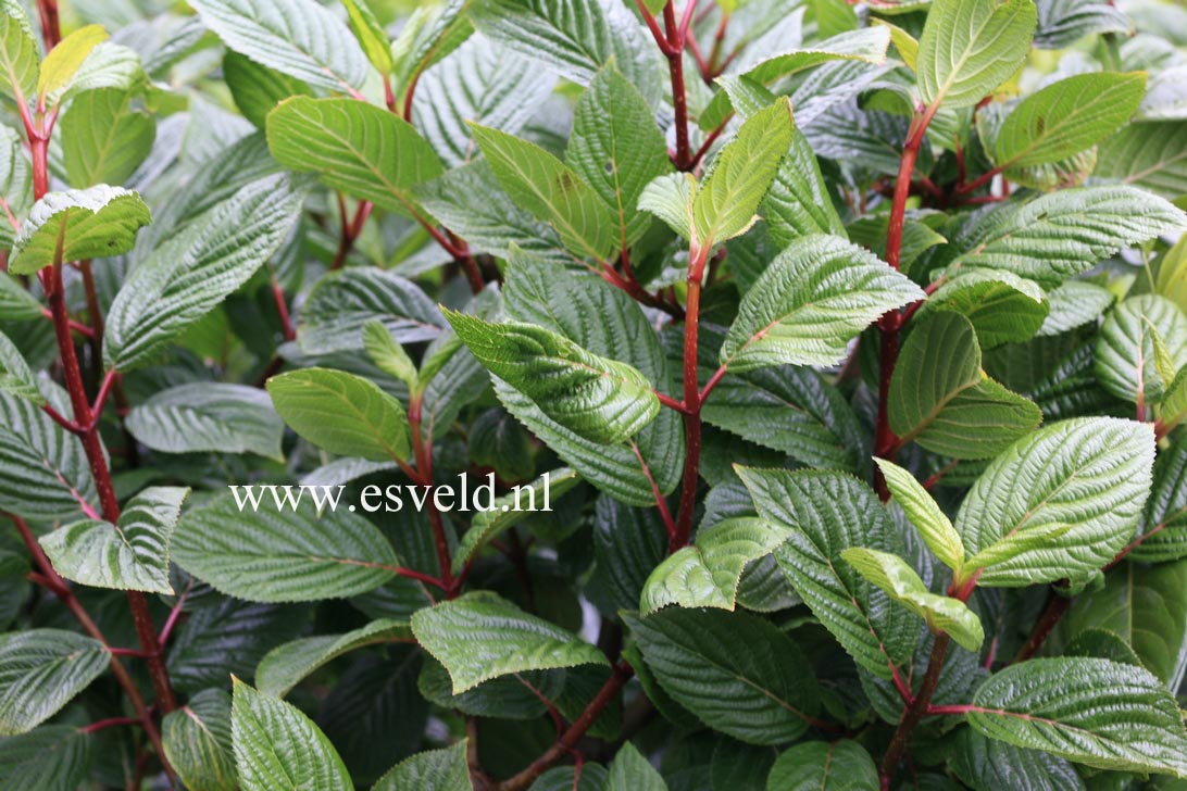 Viburnum grandiflorum