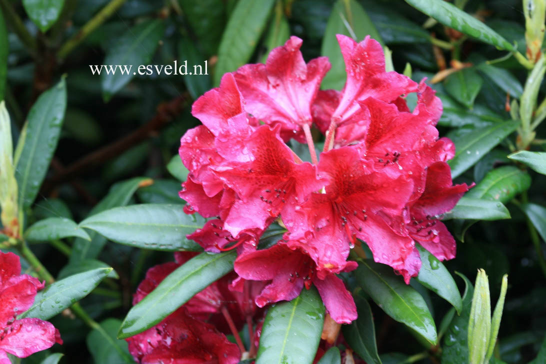 Rhododendron 'Black Sport'