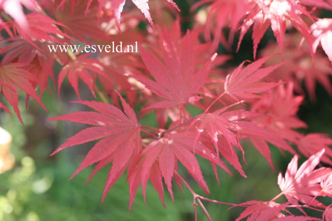 Acer palmatum 'Nathan'