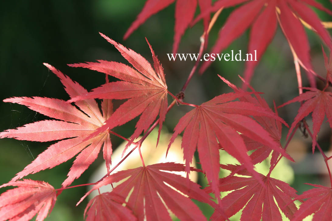 Acer palmatum 'Nathan'