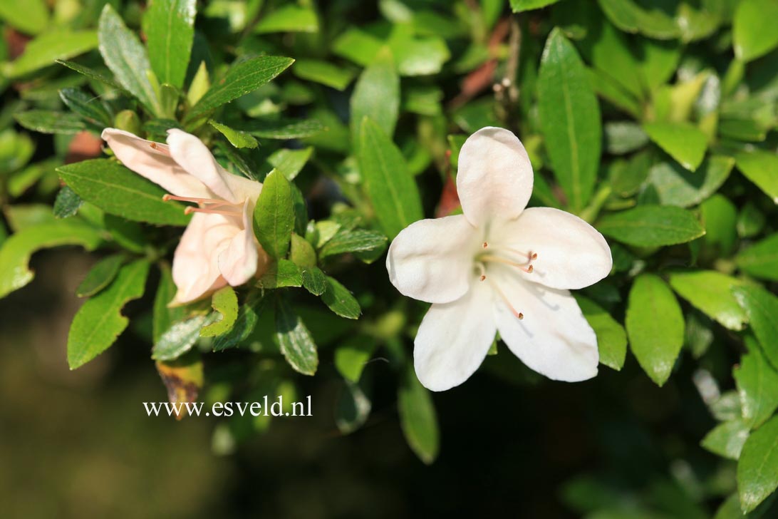 Rhododendron indicum 'Kozan'