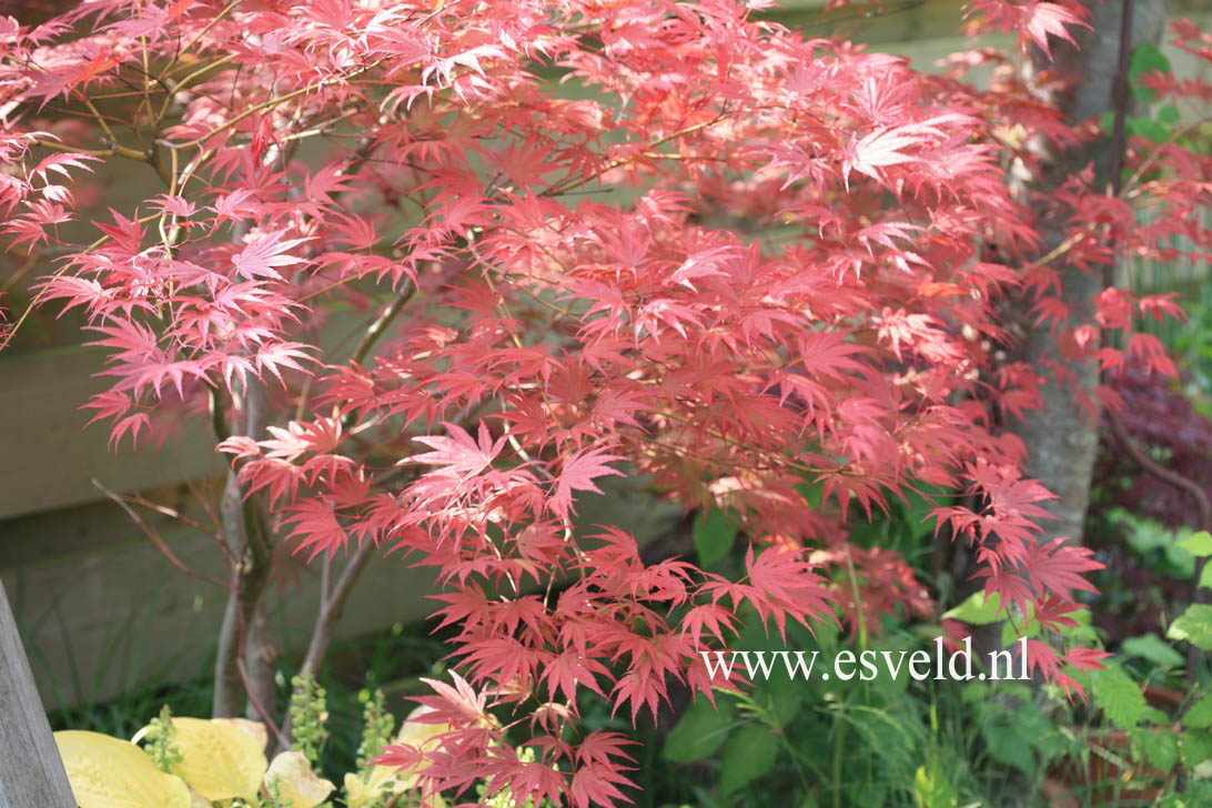 Acer palmatum 'Nathan'