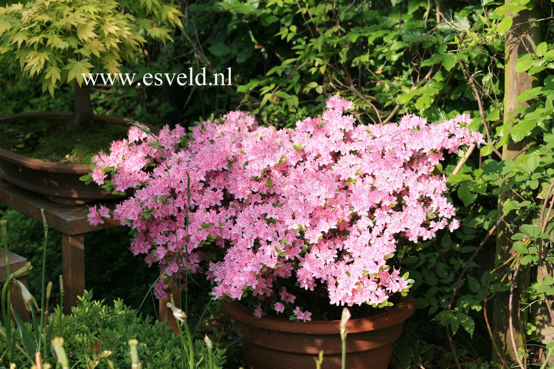 Azalea 'Kermesina Rose'