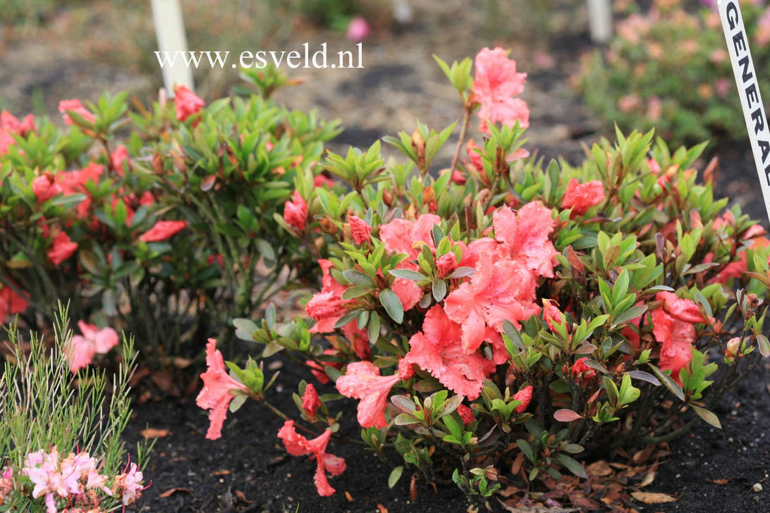 Azalea 'General Wavell'