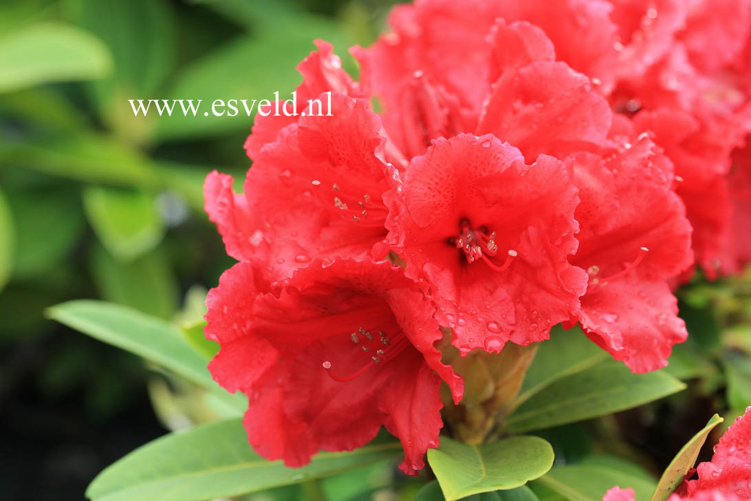 Rhododendron 'Red Jack'