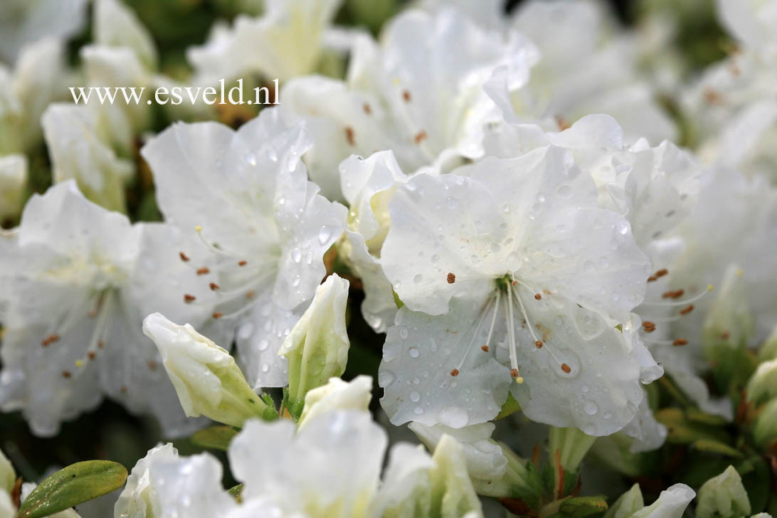 Azalea 'Everest'