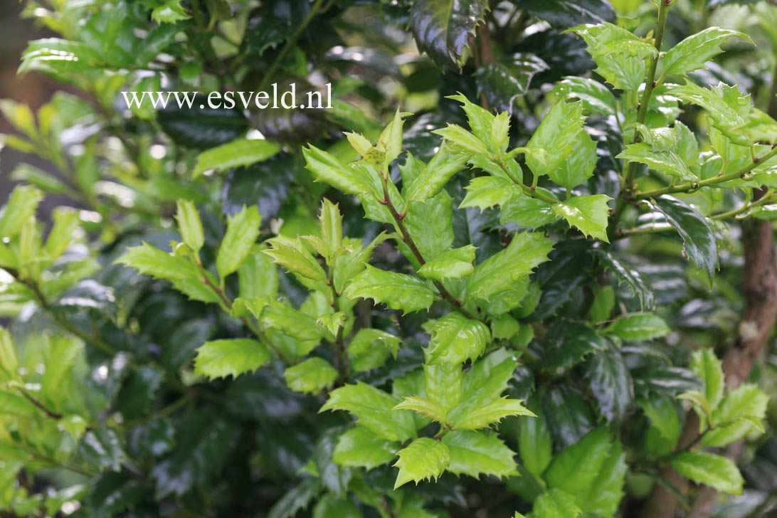 Ilex 'Mary Nell'