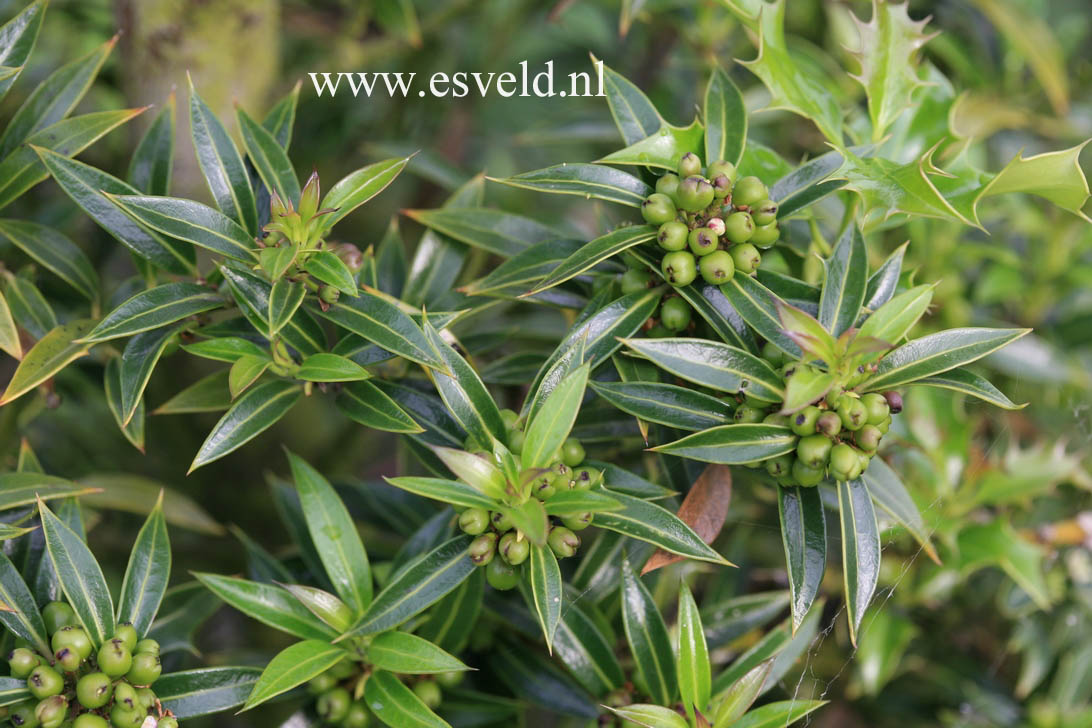 Ilex aquifolium 'Harpune'