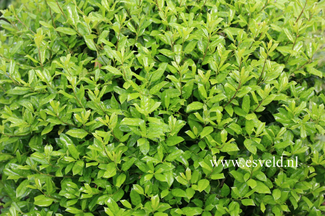 Ilex cornuta 'Anicet Delcambre'