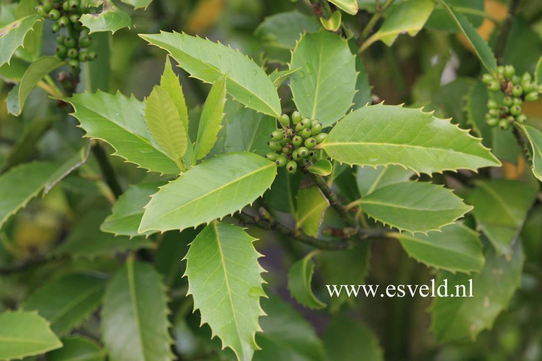 Ilex koehneana 'Chestnut Leaf'