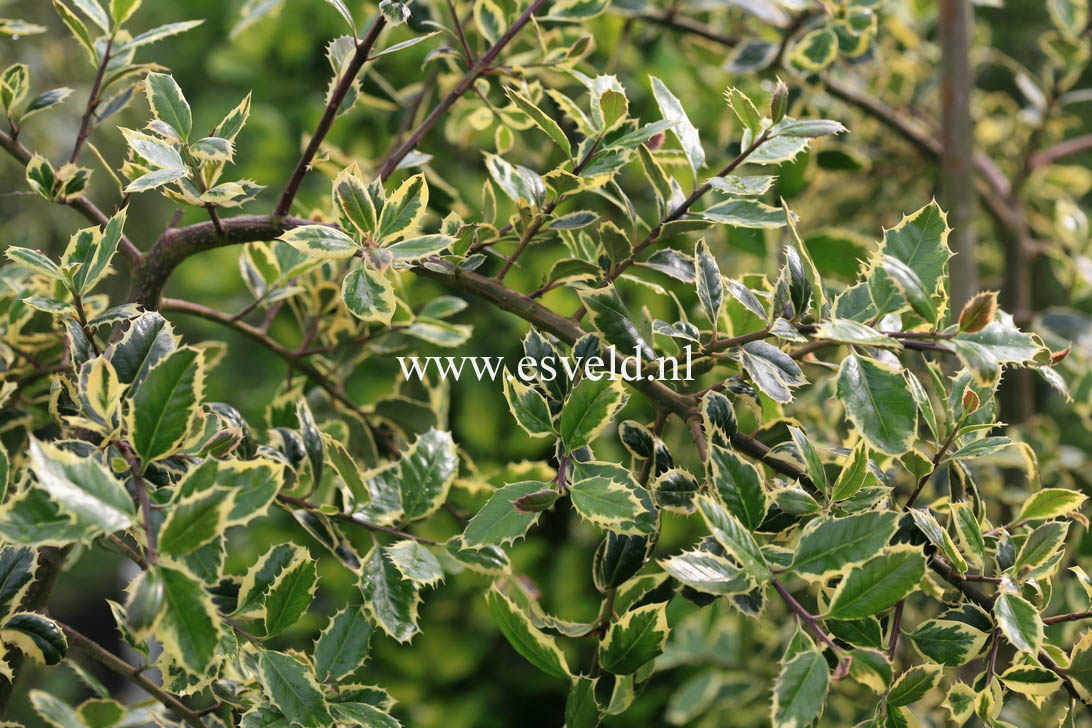 Ilex aquifolium 'Argentea Marginata Pendula'