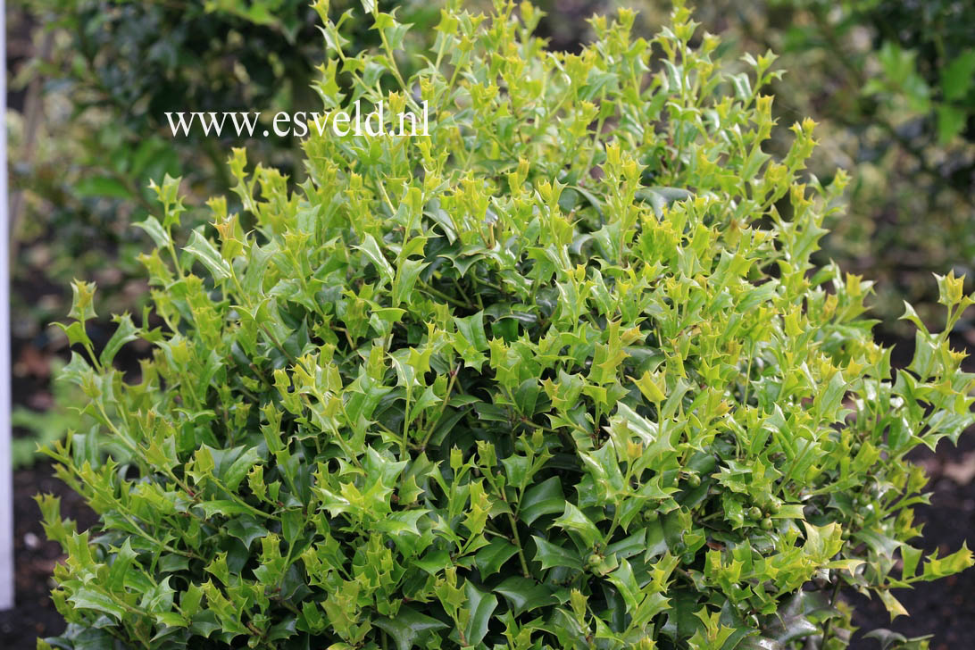 Ilex cornuta