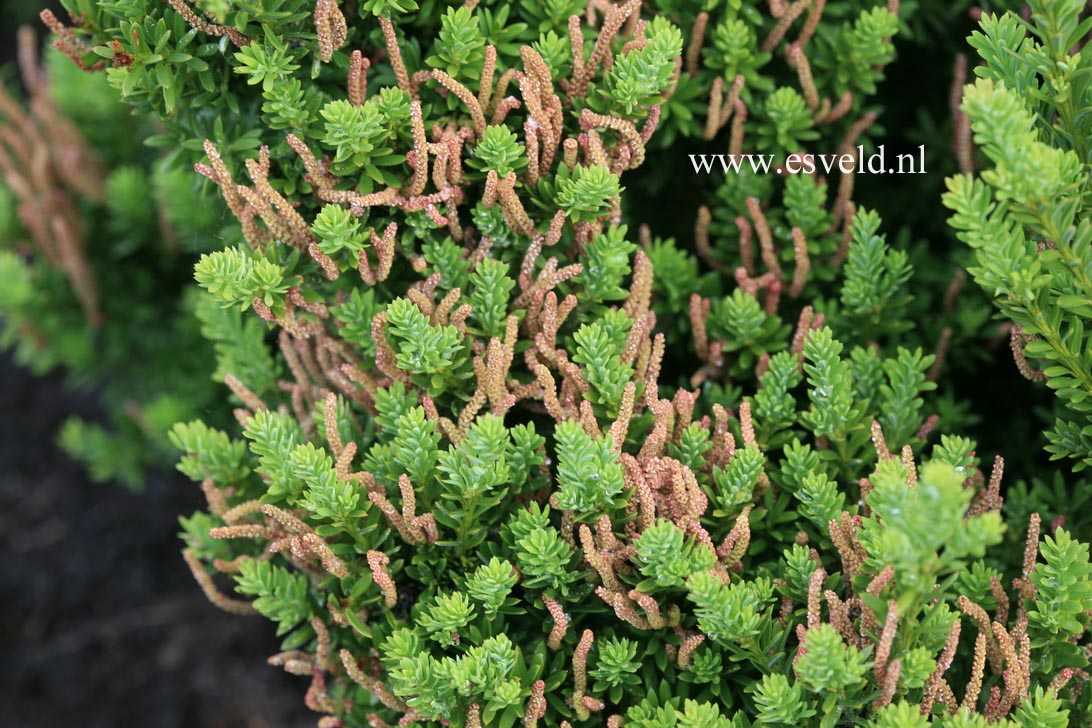 Podocarpus spinulosus