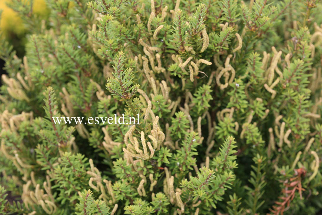 Podocarpus nivalis 'Trompenburg'
