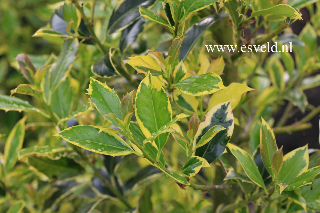 Ilex aquifolium 'Pyramidalis Aureomarginata'