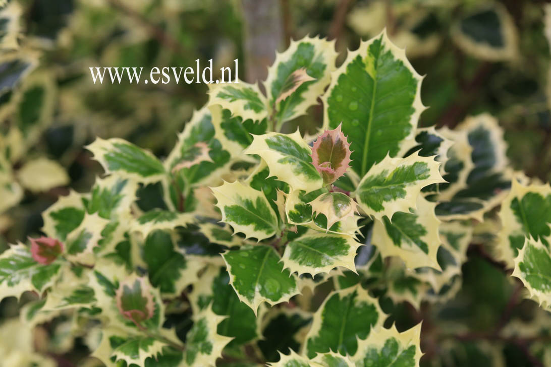 Ilex aquifolium 'Angustifolia Marginata Aurea'
