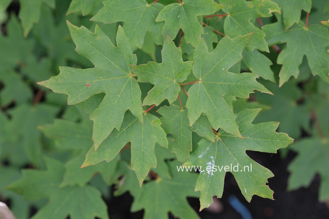 Acer hyrcanum ssp. stevenii