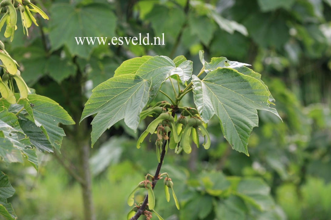 Acer sterculiaceum