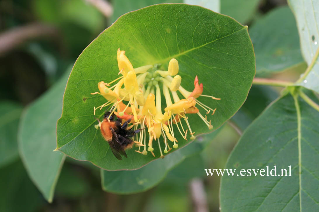 Lonicera hirsuta